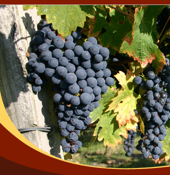 Prochaine dégustation des plus grands vins de Bordeaux à Hanoi